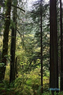 Redwood15.jpg