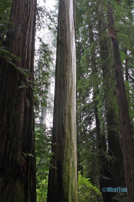 Redwood17.jpg