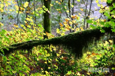 Redwood03.jpg