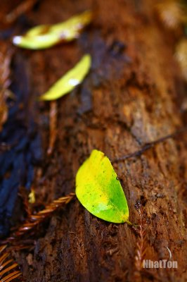 Redwood05.jpg