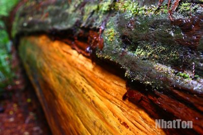 Redwood06.jpg