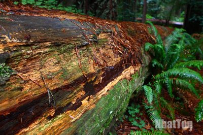 Redwood08.jpg