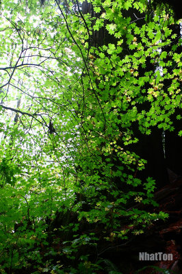 Redwood09.jpg