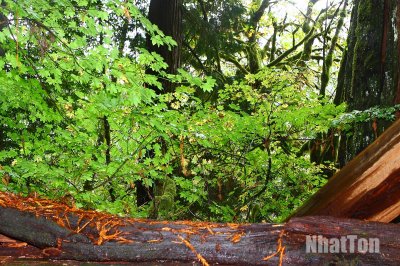 Redwood13.jpg