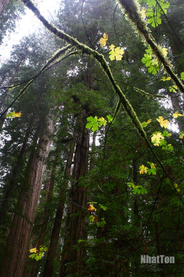 Redwood26.jpg