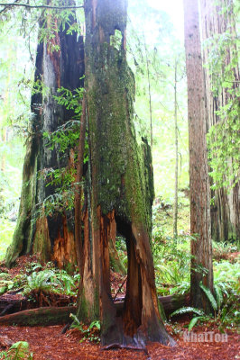 Redwood31.jpg
