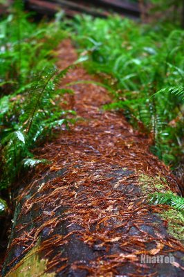 Redwood32.jpg