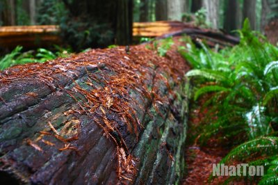 Redwood34.jpg