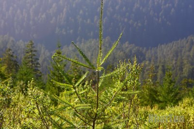 IMG_2820a.jpg