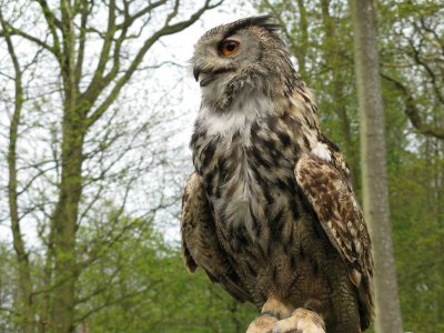 European Eagle Owl 2