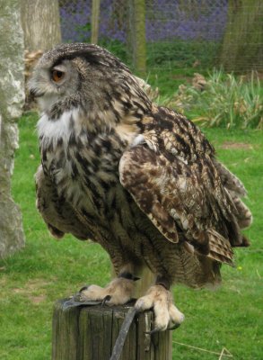 European Eagle Owl