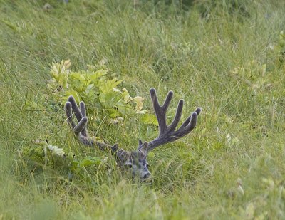 Deer.jpg