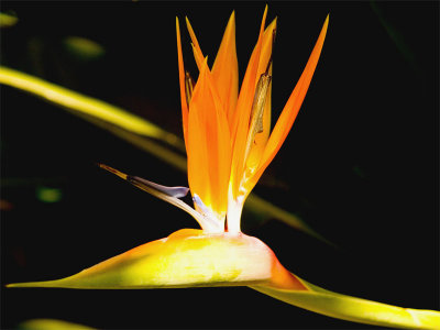 bird of paradise .jpg