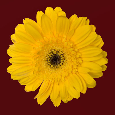 gerbera daisy.jpg