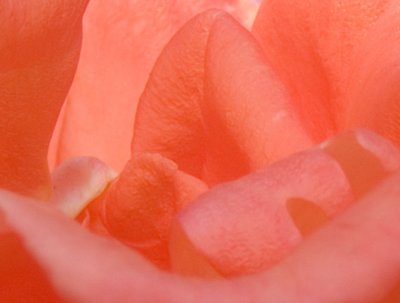 Rose Petals.jpg