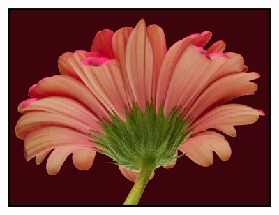 red gerbera side.jpg