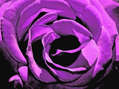Purple Rose.jpg