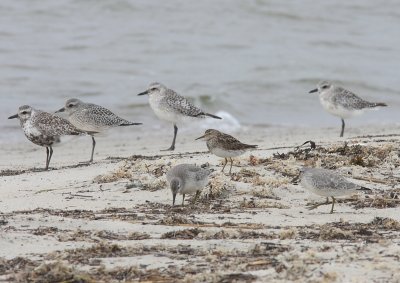 Tuvsnppa (Calidris melanotos)