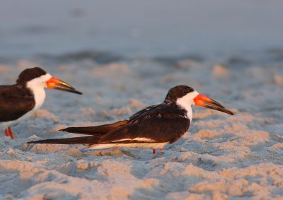 Skimmer (Rhynchops niger)