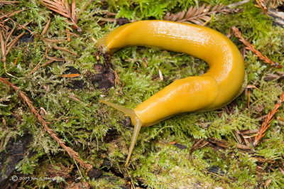 Banana slug 2, Redwoods