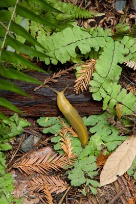 Banana slug, Redwoods