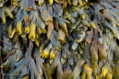 Seaweed, Crescent City, CA