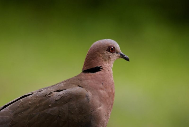 330. Red-eyed Dove Gib (1 Sep 9).jpg