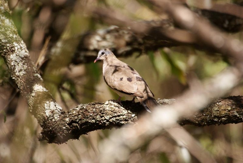 336. Blue-spotted Wood-Dove Wenney (17 Apr 09).jpg