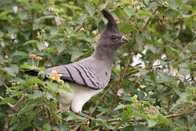 349. White-bellied Go-Away Bird 6 Langano (13 Sep 08).jpg