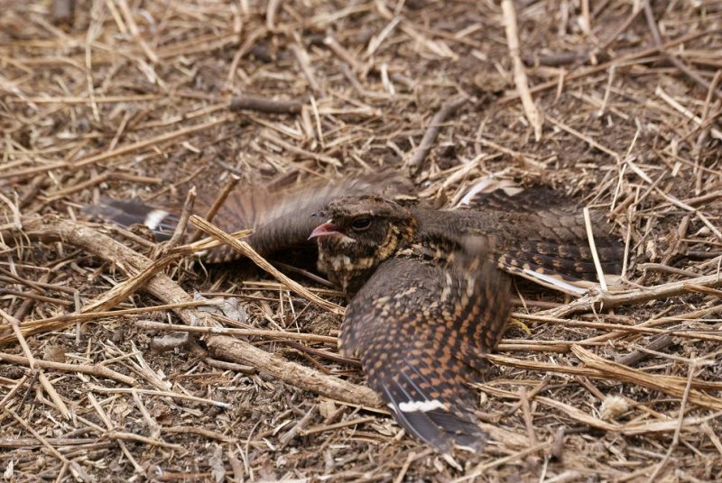 391.Abyssinian Nightjar 4 (Gib 6 April 08).jpg