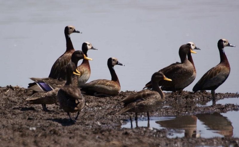 59. White-faced Whistling-Duck 2 Asendabo Jimma (9 Apr 09).jpg