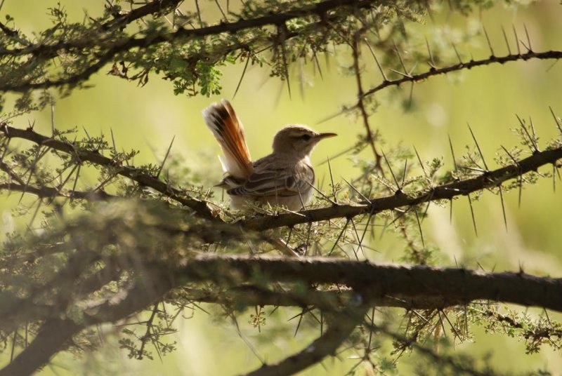 666. Rufous-tailed Scrub-Robin Awash (13 Sep 9)  1.jpg