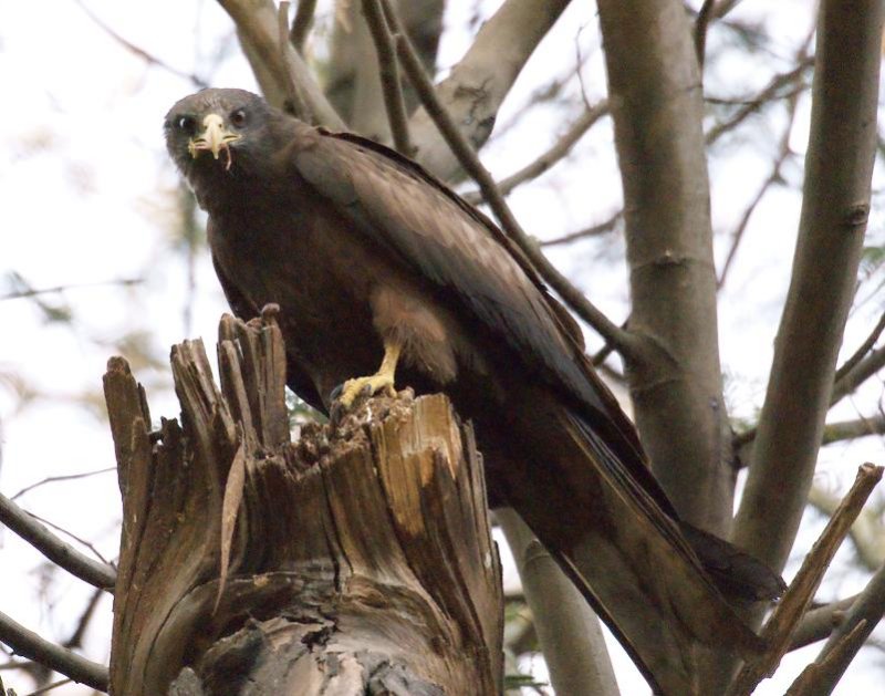 90. Yellow-billed Kite (Gib 10 Apr 08).jpg