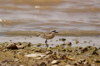 251. Kittlitz's Plover (Langano).jpg