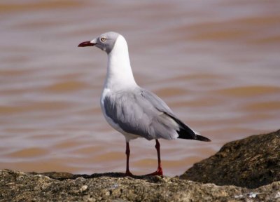 295. Gray-headed Gull 1 Wenney (Apr 09).jpg