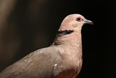 330. Red-eyed Dove (Gib 18 Jan 09) (2).jpg