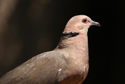 330. Red-eyed Dove (Gib 18 Jan 09).jpg