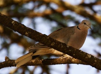 331. Ring-necked Dove Wenney (19 Apr 09).jpg