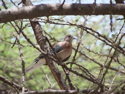 333. Laughing Dove (Langano 9 Mar 08).jpg