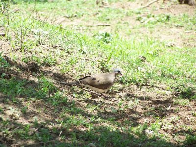 336. Blue-spotted Wood-Dove (Wenney 07).jpg
