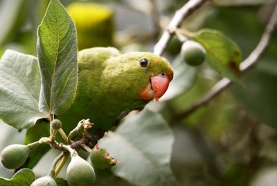 343. Black-winged Lovebird Gib (28 Jun 9).jpg