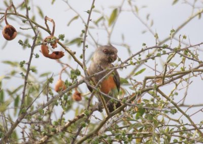345. Red-bellied Parrot (Langano).jpg