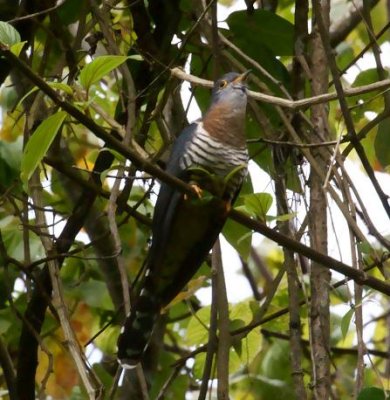 355. Red-chested Cuckoo 2 (Gaysay 22 Apr 08).jpg