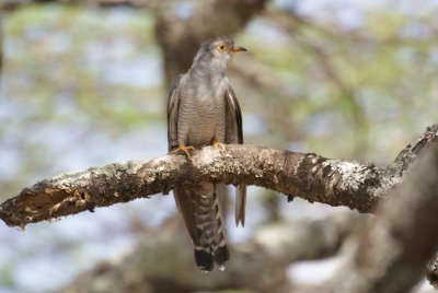 358. African Grey Cuckoo 2 (Langano).jpg