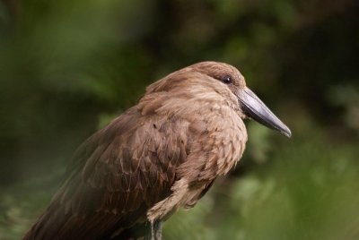 39. Hamerkop (Gib 5 Jul 9).jpg