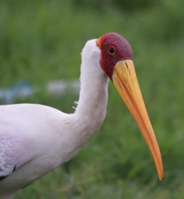 40. Yellow-billed Stork (Arba Minch).jpg