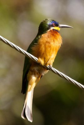 433. Blue-cheeked bee-eater 4.jpg