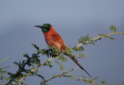 436. Northern Carmine Bee-eater Awash (12 Sep 9).jpg