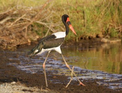 46. Saddle-billed Stork 2 Wenney (18 Apr 09).jpg