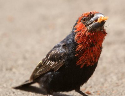 463. Black-billed Barbet 1 (Langano).jpg